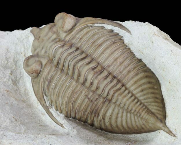 Huntonia Trilobite - Black Cat Mountain, Oklahoma #94832